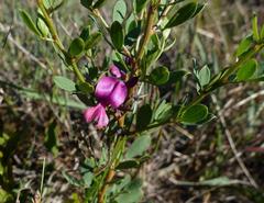 Indigofera denudata