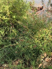 Persicaria barbata