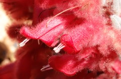 Hemiphora elderi