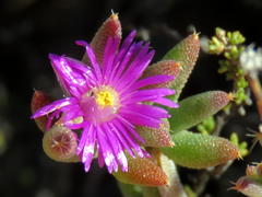 Trichodiadema rogersiae