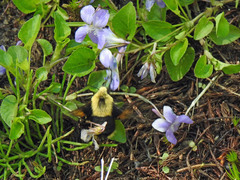 Proserpinus flavofasciata