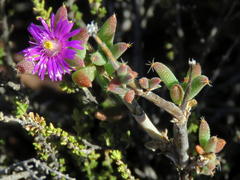 Trichodiadema rogersiae
