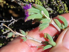 Trichodiadema rogersiae