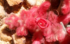 Hemiphora elderi