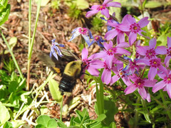 Proserpinus flavofasciata