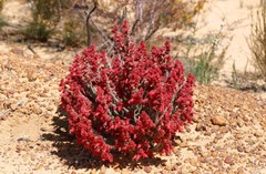 Hemiphora elderi