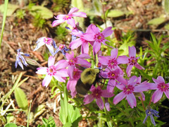 Proserpinus flavofasciata