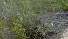 Podalyria burchellii