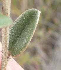 Podalyria burchellii