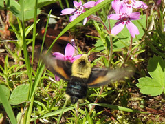 Proserpinus flavofasciata