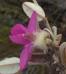Podalyria burchellii