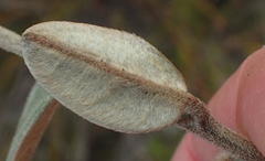 Podalyria burchellii