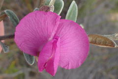 Podalyria burchellii