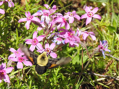 Proserpinus flavofasciata