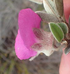 Podalyria burchellii