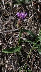 Centaurea sphaerocephala