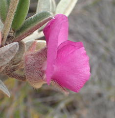 Podalyria burchellii