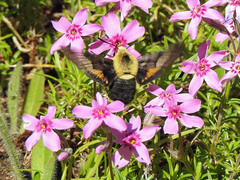 Proserpinus flavofasciata