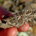 Saw-backed Locusts - Photo (c) Gigi Laidler, some rights reserved (CC BY-NC), uploaded by Gigi Laidler