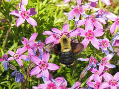 Proserpinus flavofasciata