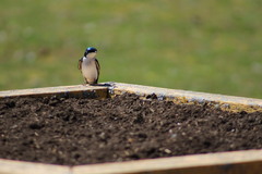 Tachycineta bicolor image