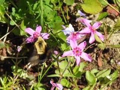 Proserpinus flavofasciata