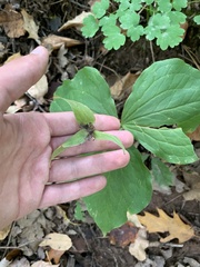 Trillium grandiflorum