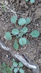 Homalocarpus