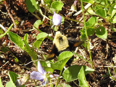 Proserpinus flavofasciata