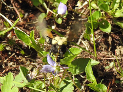 Proserpinus flavofasciata