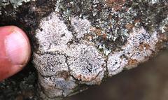 Dimelaena australiensis