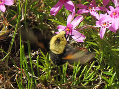 Proserpinus flavofasciata