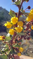 Berberis actinacantha