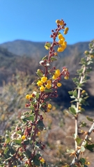 Berberis actinacantha