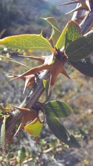 Berberis actinacantha