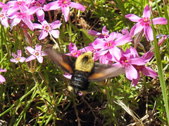 Proserpinus flavofasciata