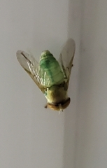 Chlorotabanus crepuscularis