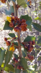 Berberis actinacantha