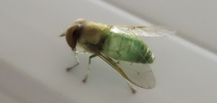 Chlorotabanus crepuscularis