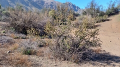 Berberis actinacantha