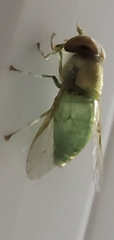 Chlorotabanus crepuscularis