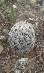 Coryphantha echinoidea