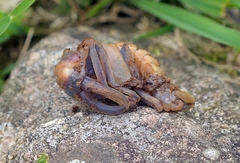 Sphaenognathus giganteus