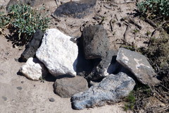 Liolaemus austromendocinus