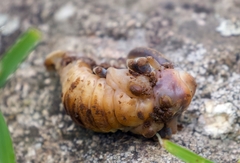 Sphaenognathus giganteus