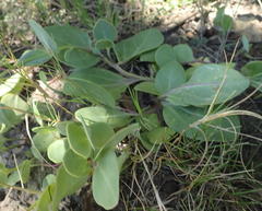 Senecio ruwenzoriensis