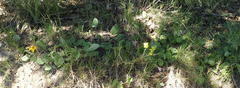 Senecio ruwenzoriensis