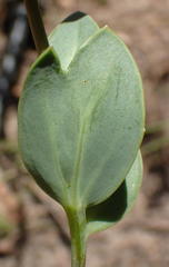 Senecio ruwenzoriensis