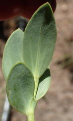 Senecio ruwenzoriensis