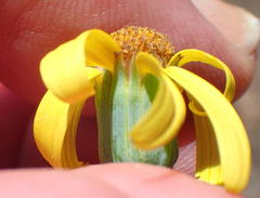 Senecio ruwenzoriensis